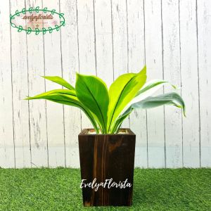 Pohon Daun Pandan Bali X12 Plastik Artificial Pot Kotak Motif Kayu Pajangan Dekorasi Rumah