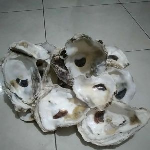 Kulit Kerang Cangkang Oyster Media Filter Kolam 1 kg