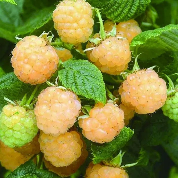 [Buy 1 Take 1]20PCS Raspberry Seeds Potted Fruit Trees Organic Fruit ...