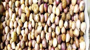 bawang putih tunggal 500gram
