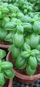 Lettuce Leaf Basil (sweet basil) ~200-300mm height 6 inch pot