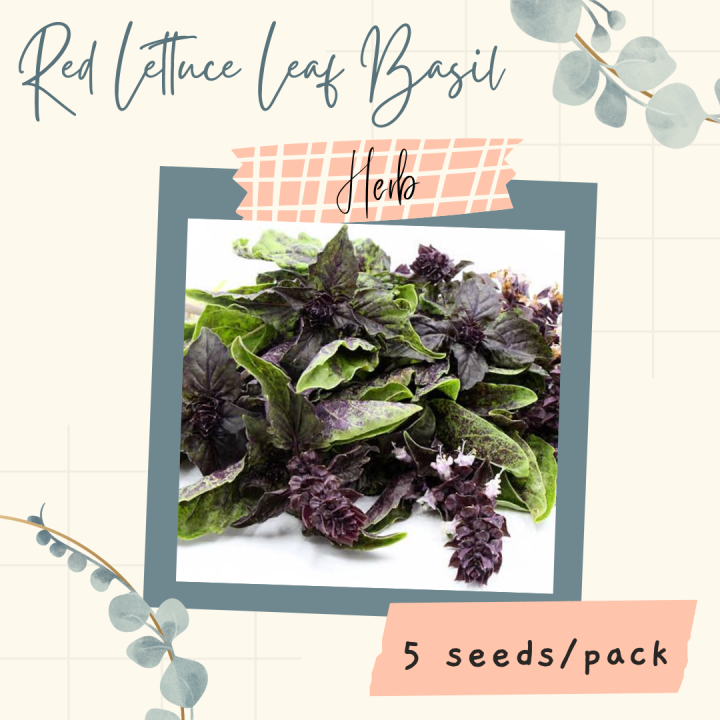Red Lettuce Leaf Basil Seeds for Planting (5 seeds) HERB Lazada PH