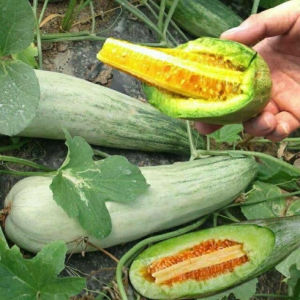 Gói 50 Hạt giống dưa lê chuối mật siêu ngọt