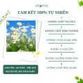 Tinh dầu Vỏ Chanh thiên nhiên nguyên chất 100% Aroma Lemon essential oils làm thơm phòng , Khử mùi, thanh lọc không khí. 