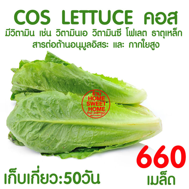 เมล็ดผักสลัดคอส 660 เมล็ด