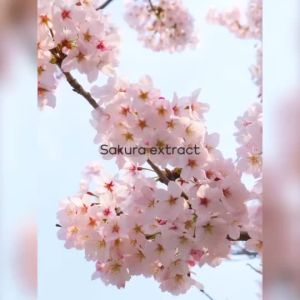 LAIKOU Sakura Serum Pore-Refining Anti-Acne & Brightening Essence 17ml x3