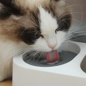 Cat Dog Automatic Feeders 【2.8L】Food Water 2in1 Large Capacity Dispenser Pet Bowl
