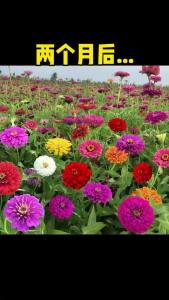 跨境批发电商专用七彩重瓣花种子四季开花庭院室外百日草花种子