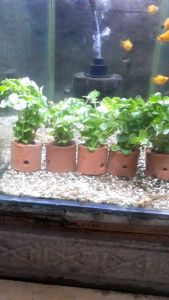 Tanaman Hias Rotala Green Aquascape