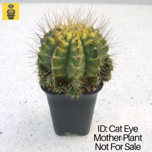 Gymnocalycium Mihanovichii. ID: Cat Eye / Gymnocalycium Variegated