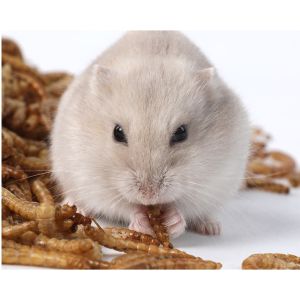 Bengy Dried Meal Worm With Honey & Egg Treats for Hamster Sugar Glider Chinchilla Bird & Fish (75g)