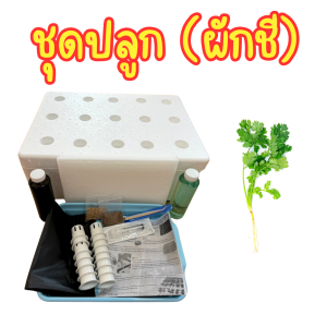 ชุดปลูกผักไฮโดรโปนิกส์ ชุดปลูกผักชี คึ่นช่าย อุปกรณ์ครบ พร้อมปลูก ( **เเถมเมล็ด** )