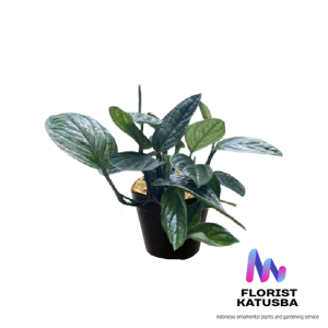 tanaman indoor  Monstera karstenianum monstera peru