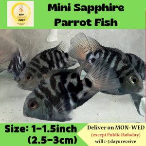Mini Sapphire Blue Parrot Fish / Livefish /迷你蓝鹦鹉