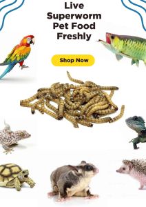 200gram Ulat roti hidup / 面包虫 / fish food superworm