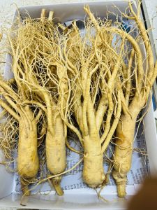 1Kg Nhân Sâm Tươi Hàn Quốc Size 8 Củ/Kg - Sâm Tươi Hàn Quốc 6 Năm Tuổi