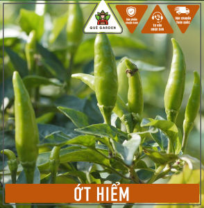 Cây Ớt Hiểm - Tổng thể tầm 30-40 cm - Xum xuê - Sắp trái hoặc đang trái!