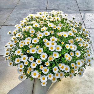 200pcs White Crystal Chrysanthemum Seeds Perennate Cold Flower Seeds