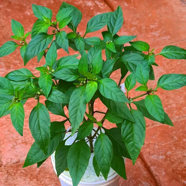 %E3%80%90%20PROMO%20PAKET%204%20POHON%20%E3%80%91Tanaman%20Cabai%20Rawit%20Setan%20Pedas%20COD%20Tanaman%20Benih%20Sayur%20Pohon%20Sayuran%20Hidup%20Bibit%20pohon%20cabe%20rawit%20setan%20unggul%20besar%20yg%20sudah%20berbuah%20Tanaman%20cabe%20rawit%20hidup%20%20siap%20tanam%20-%20Image%204