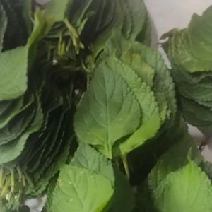 daun saliara atau setek 200 gram yang banyak manfaat dan khasiat nya - Lazada