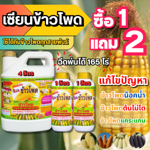 เซียนข้าวโพด 1 แกลลอน แถม 2 ลิตร ฉีดพ่นทางใบ ฮอร์โมนข้าวโพด อาหารพืช ปุ๋ย ยาฉีดข้าวโพด เร่งต้น เร่งฝัก ฝักใหญ่ แกนเล็ก เมล็ดเต็ม