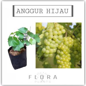 BIBIT ANGGUR HIJAU / POHON ANGGUR HIJAU / BIBIT TANAMAN ANGGUR ISABELA HIJAU