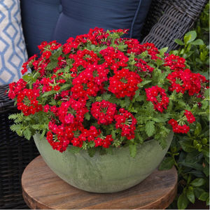 Verbena Quartz Red Flower 15 Seeds Beginner Friendly Easy and Fast Grow
