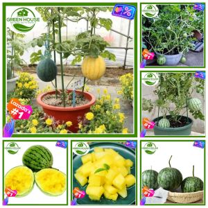 Green House® - Edible Yellow Dwarf Watermelon Seeds Fruit (10 Seed) for Planting Balcony Fruit Melon Plant Indoor