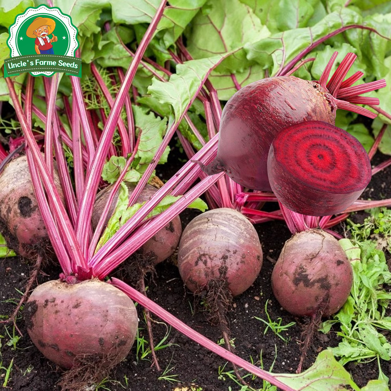 150 เมล็ด ผักสวนครัว Red Beetroot Seeds (บีตรูต) บีทรูท สายพันธุ์ Ruby ...