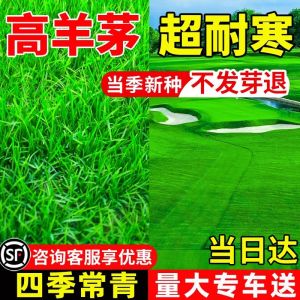 高羊茅耐寒耐旱耐践踏草坪草籽四季常青种子绿化护坡固土草种子孑