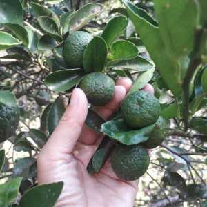 BERBUAH...Bibit Tanaman Jeruk Limau atau Jeruk Sambal Kondisi Berbuah