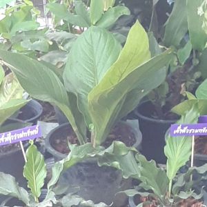 เศรษฐีเงินหนา ใบกลม ใบมน ทรงพุ่มใหญ่ ส่งพร้อมกระถาง