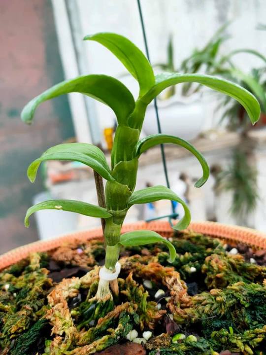 (SỐC GIÁ RẺ) Hoa lan phi điệp - 5ct củ chi CAM KẾT CÂY ĐẸP CHUẨN