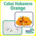 Benih Cabai Habanero Orange Unggulan Berkualitas Biji Bibit repack habbanero cabe pedas setan sambal sambel hydroponik hidroponik tanaman berbiji pot. 