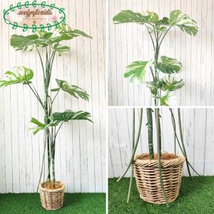 Pohon Hias Monstera Variegata T170 & T190 Latex Pot Dasar Hitam Cover Rotan Small Hiasan Studio Ruang Tamu