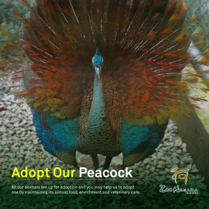 Zoo Negara - Adopt our Peacock