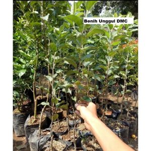 Bibit Apel Merah Super Cepat Berbuah
