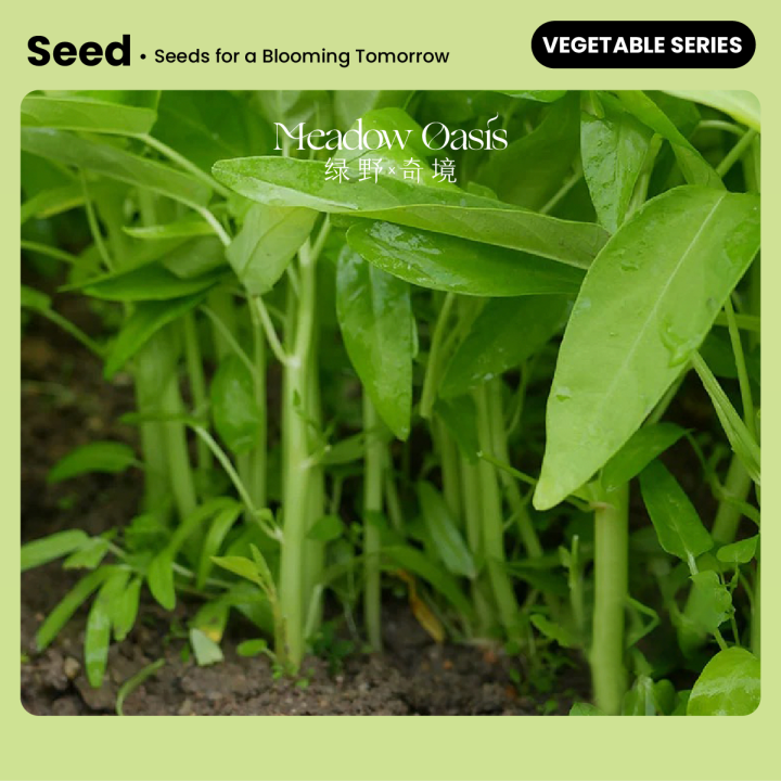 【空心菜种子】细叶四季柳叶阳台盆栽大田庭院水培蔬菜种子Water spinach seeds Fine-leaved four-season ...