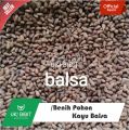 ( 80 Butir ) Benih Biji Pohon Kayu  Balsa Putih | Ochroma Pyramidale. 