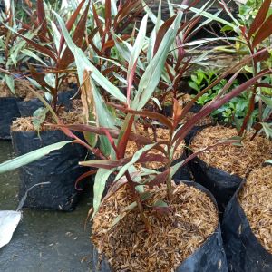 Jahe Hitam Wulung tinggi 20cm