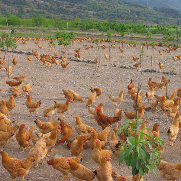 De-temperature semi-large free-range Sanhuang chicken live seedlings ...