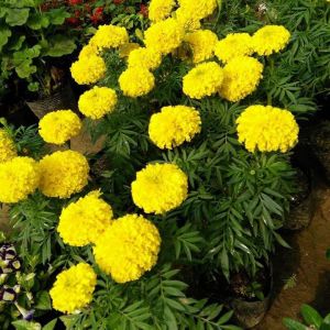 Hạt giống vạn thọ Mỹ- gói 200 hạt