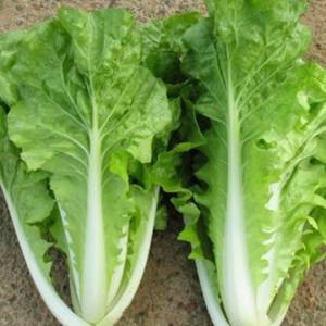 เมล็ดผักกาดขาวใหญ่ กอใหญ่ ใบสวย รสหวานกรอบบรรจุ 2000-3000 เมล็ด