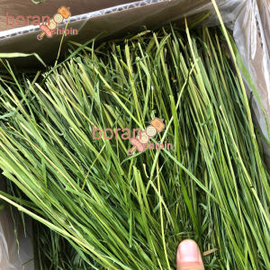 烘干提摩西草Drying Timothy Grass - Pasture Rabbit Food Chinchilla Grass - Feed Hay