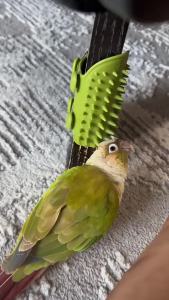Parrot scratcher and massager soft rubber interactive toy for cockatiels lovebirds and sun conures a tool for boredom relief and self-entertainment cat and dog massager