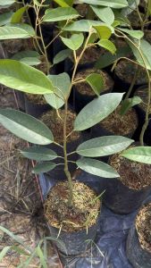 9 ราคาพิเศษ ต้นทุเรียนเสียบยอดหมอนทองถุงเบอร์ ต้นทุเรียนเสียบยอดหมอนทองถุงเบอร์ 9 ราคาพิเศษ