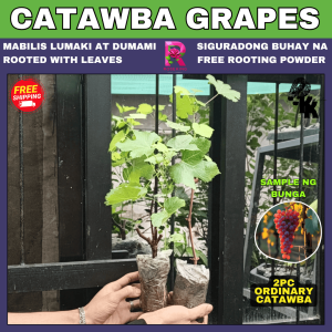 BIG CATAWBA GRAPES LIVE PLANTS seedlings mabilis lumaki at mag bunga/ MADALING BUHAYIN AT MATAMIS ANG BUNGA