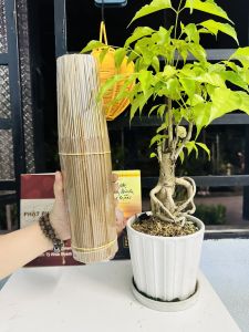 LOẠI ĐẶC BIỆT - Nhang Trầm Hương Chân Mộc Bó nửa ký loại dài 30cm 38cm - Giá tận Xưởng