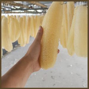 [The Fayshow] 1 cái mướp tự nhiên luffa cọ rửa nhà bếp cọ rửa bát nồi Xốp chà 20-25cm