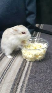 ชีสหวาน ชีสดรอป CheeseDrop ชีสอัดเม็ด สําหรับแฮมสเตอร์ กระรอก ชูการ์ เม่นแคระ แกสบี้ กระต่าย (25กรัม)